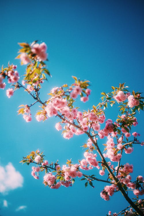 Gratis stockfoto met bloemen, boom, hemel