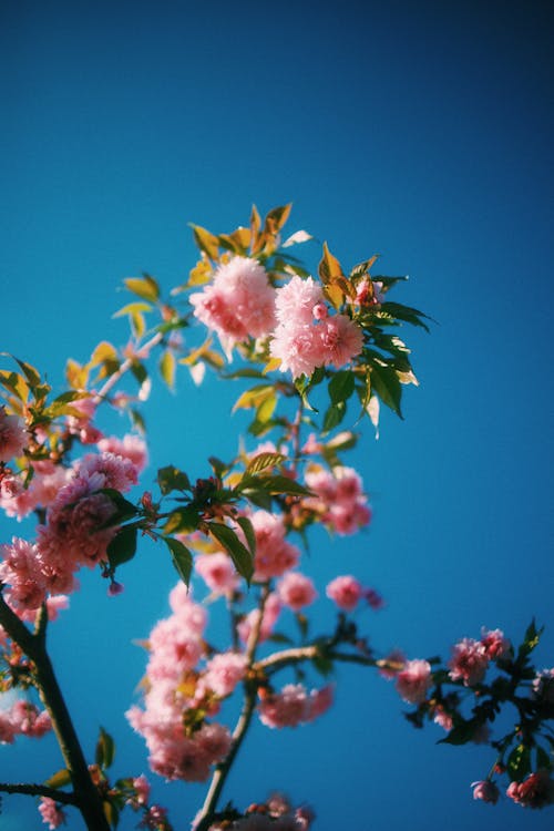 Pink Blossoms in Spring