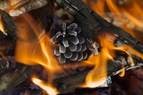 Základová fotografie zdarma na téma borová šiška, detail, hoření