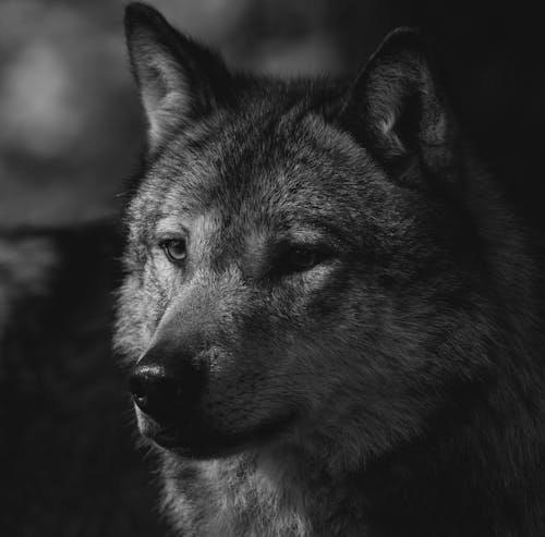 Dog Head in Black and White