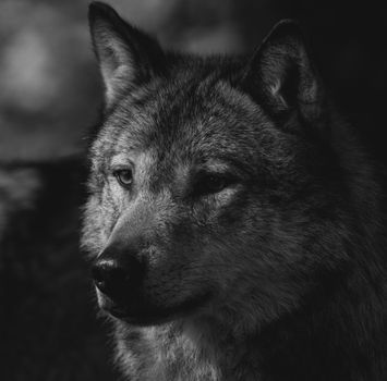 Stunning black and white close-up portrait of a grey wolf, showcasing its intense gaze.