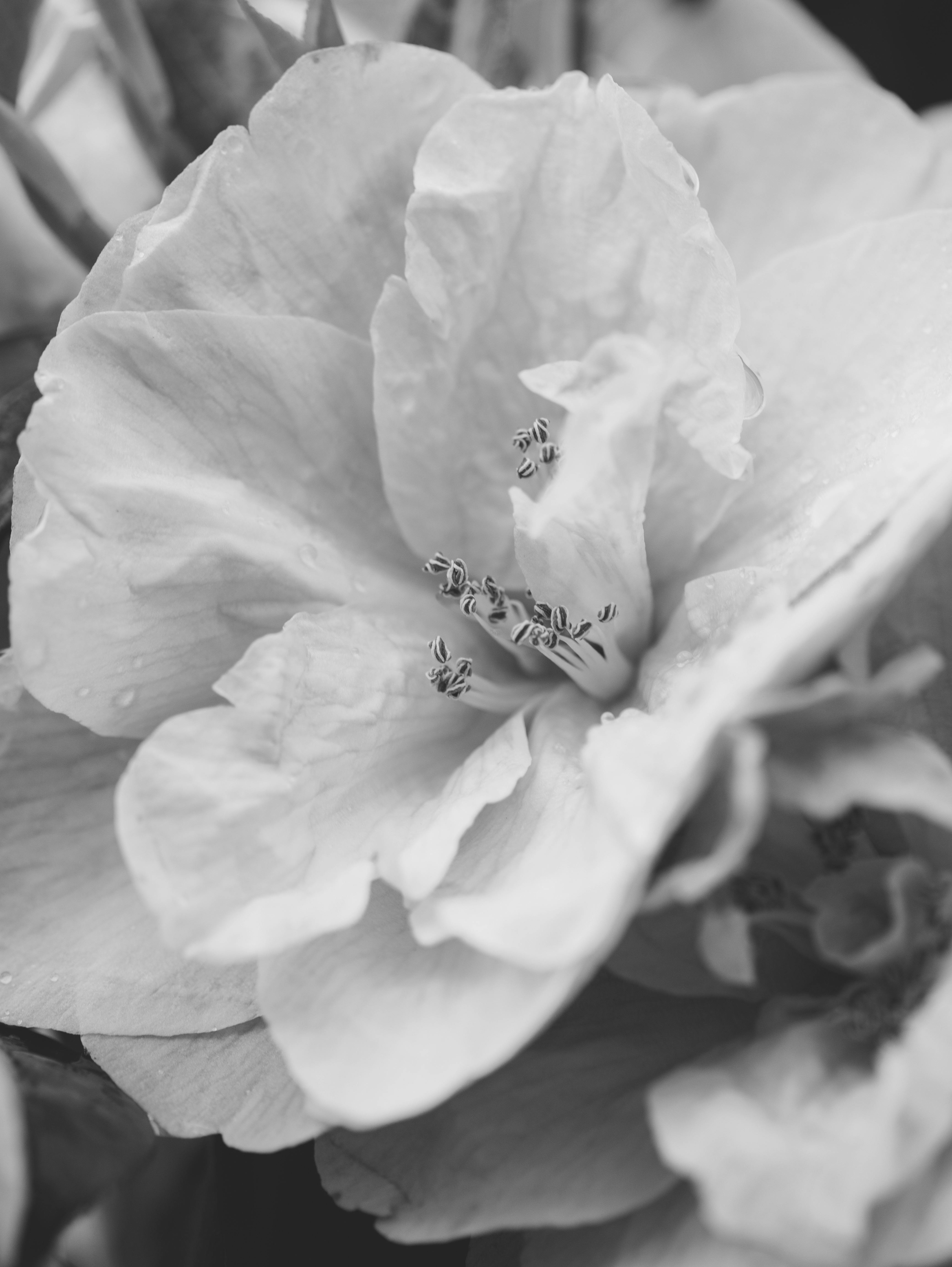 Elegant black and white photograph capturing the intricate details of a delicate flower in bloom.
