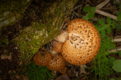 Free Detailed view of brown mushrooms growing on a mossy tree trunk in a forest setting. Stock Photo