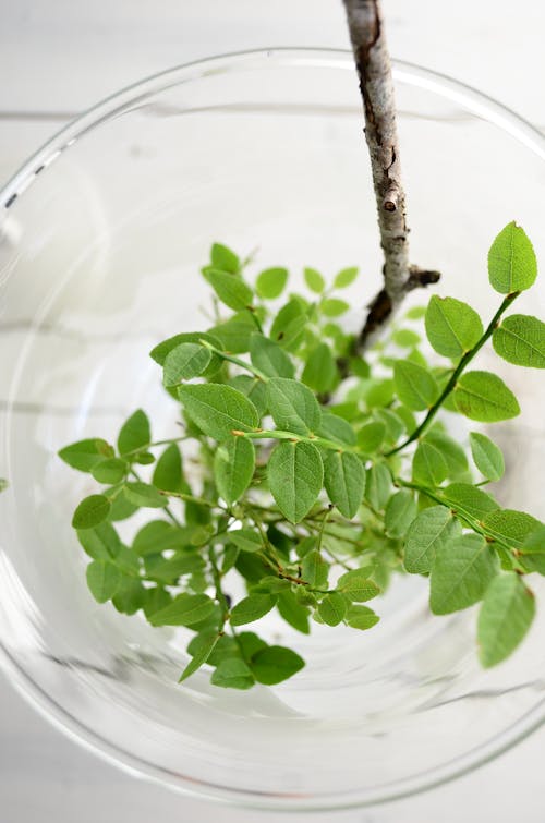 透明玻璃碗裡的綠色植物
