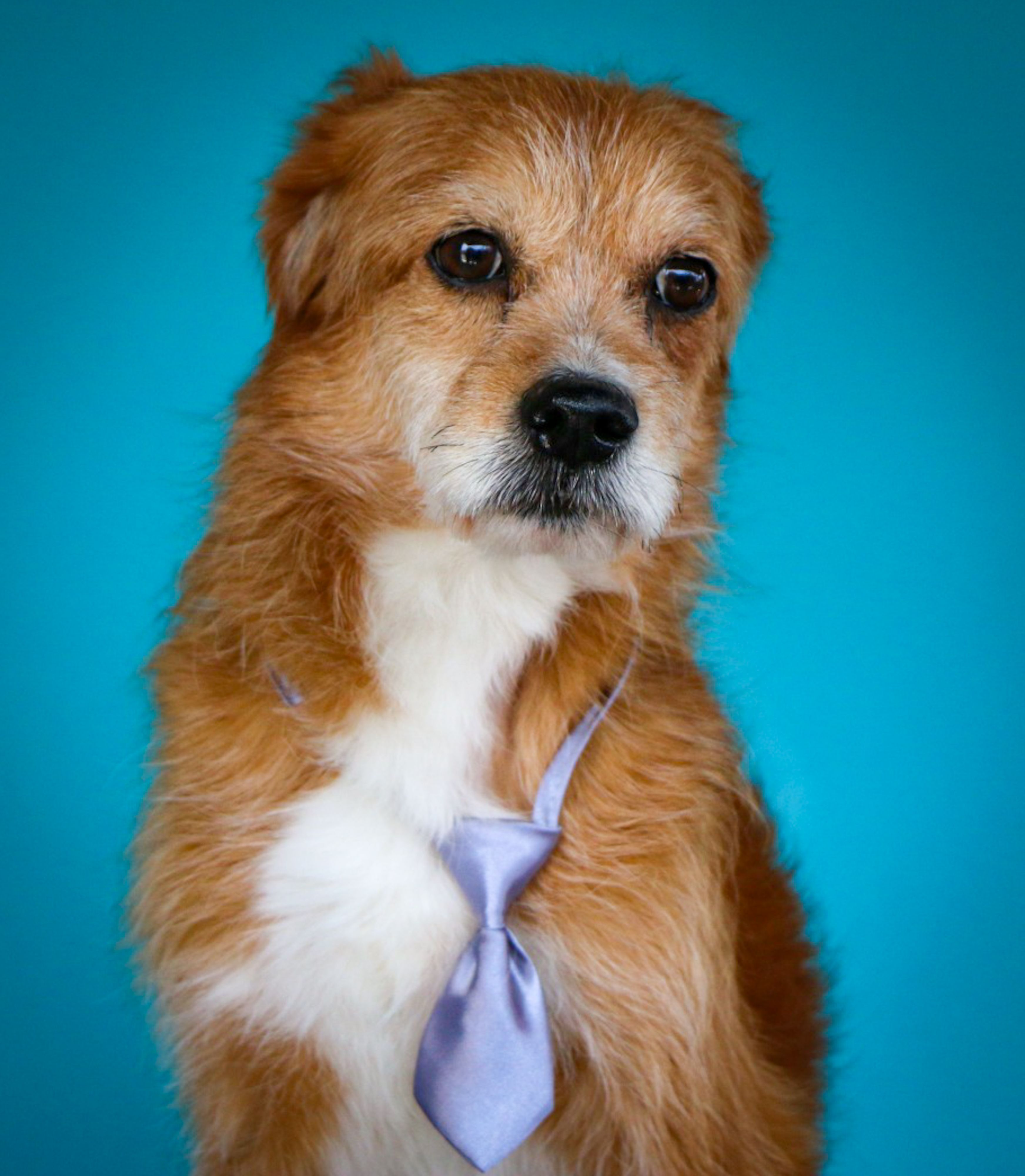Portrait of a Dog in a Tie on Blue Background · Free Stock Photo