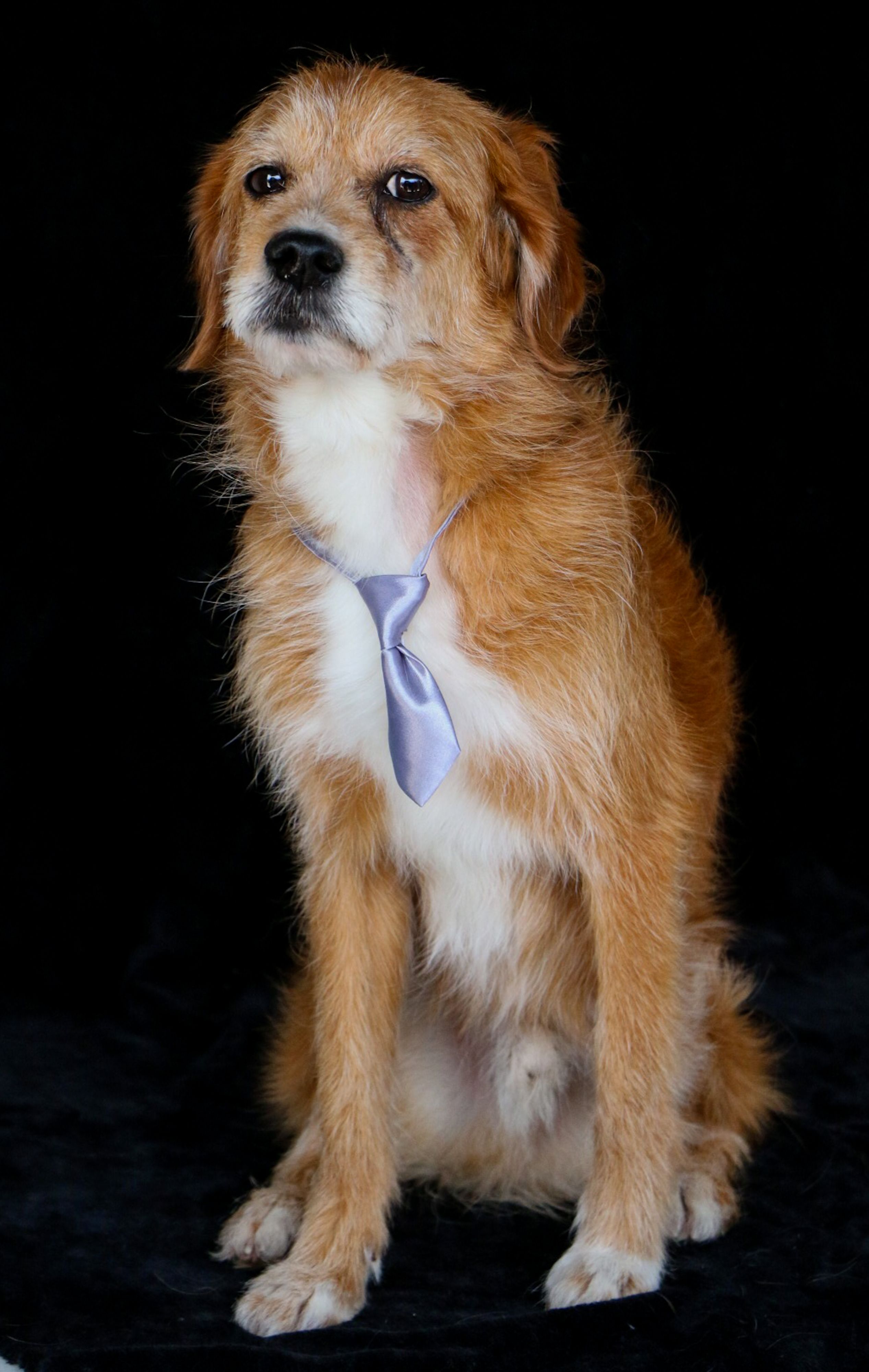 A Dog Wearing a Tie · Free Stock Photo