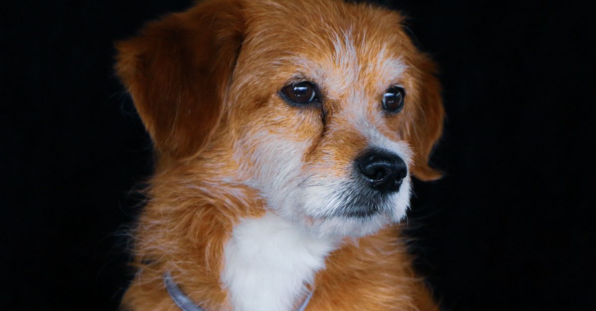 Tear Stains in Senior Dogs: Causes and Treatment Guide