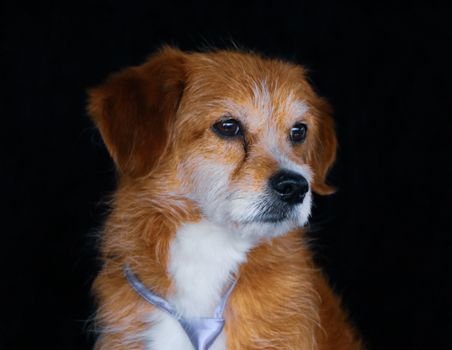 Adorable dog portrait against a black background, highlighting its cute expression.