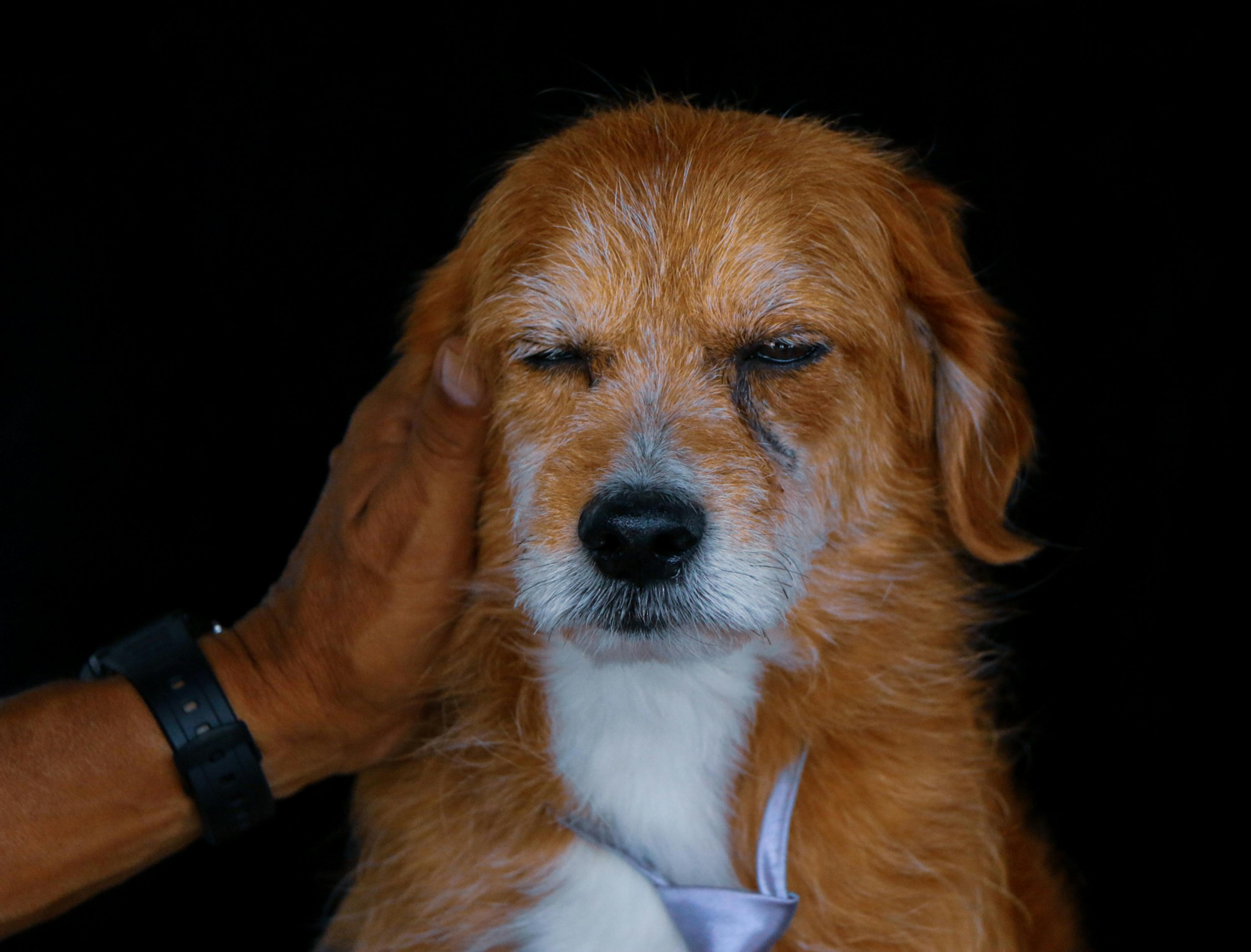 pet technology pet refine technology co. ltd — Photo by Anya  Juárez Tenorio on Pexels