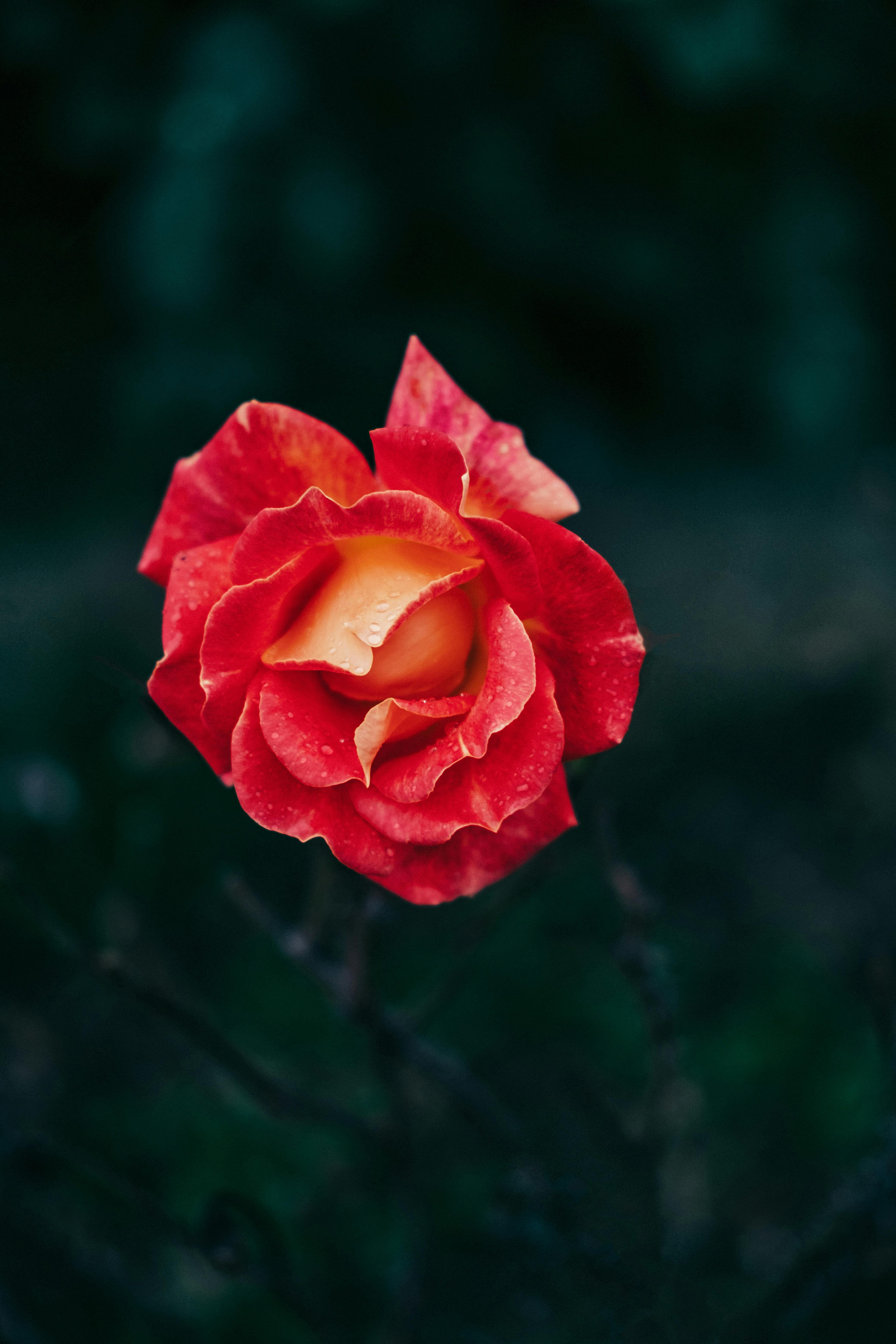 Stunning red rose bloom with delicate dewdrops, capturing elegance and vibrant color outdoors.