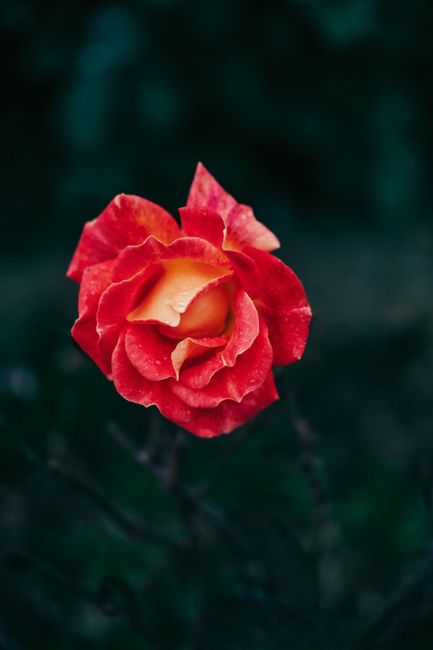 Stunning red rose bloom with delicate dewdrops, capturing elegance and vibrant color outdoors.