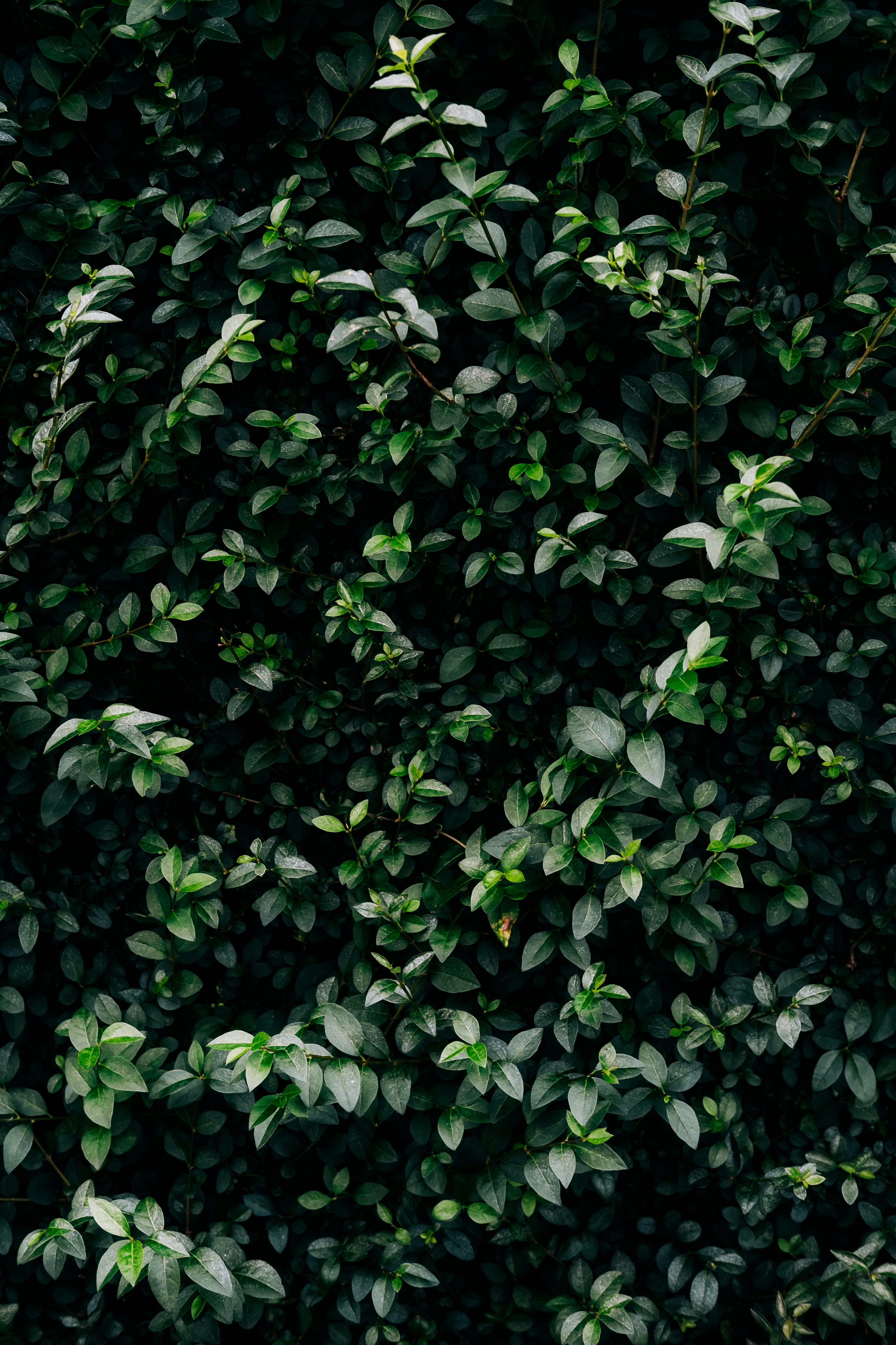 Gratis Fotos de stock gratuitas de abundancia, al aire libre, arbusto Foto de stock