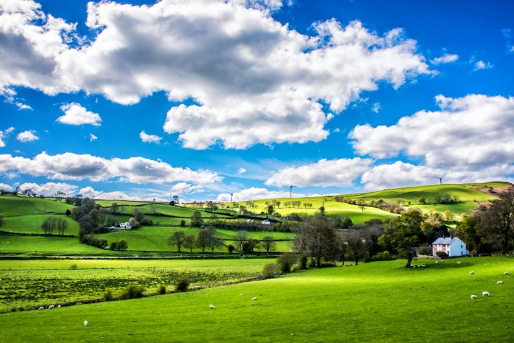 Green Leafed Trees Under Blue Sky