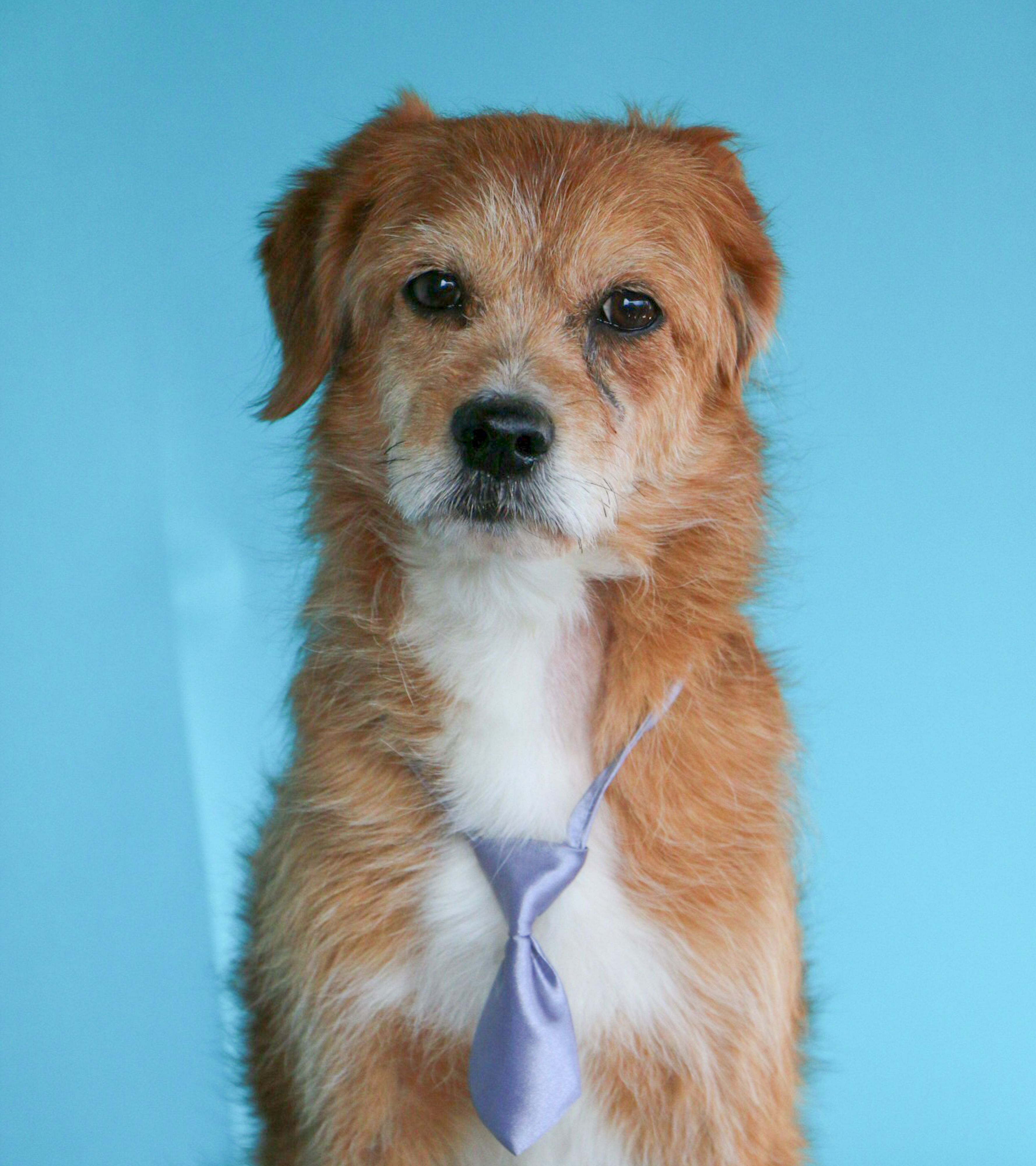 Portrait of a Dog in a Tie · Free Stock Photo