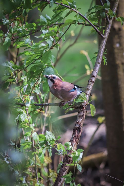 Free Close-up of an Eurasian Jay perching on a branch surrounded by lush green forest foliage. Stock Photo