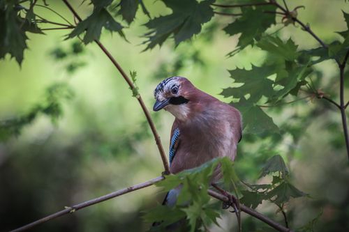 Free A beautiful jay bird perched on a branch surrounded by green leaves in a natural setting. Stock Photo