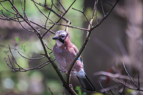 Close-up of a Jay Perching on the Branch 