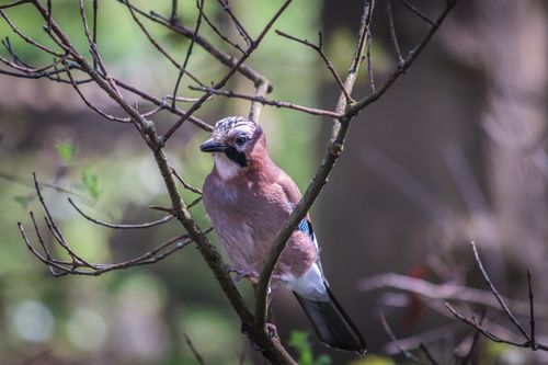 Free A close-up of an Eurasian Jay perched on a branch in a sunlit forest setting. Stock Photo