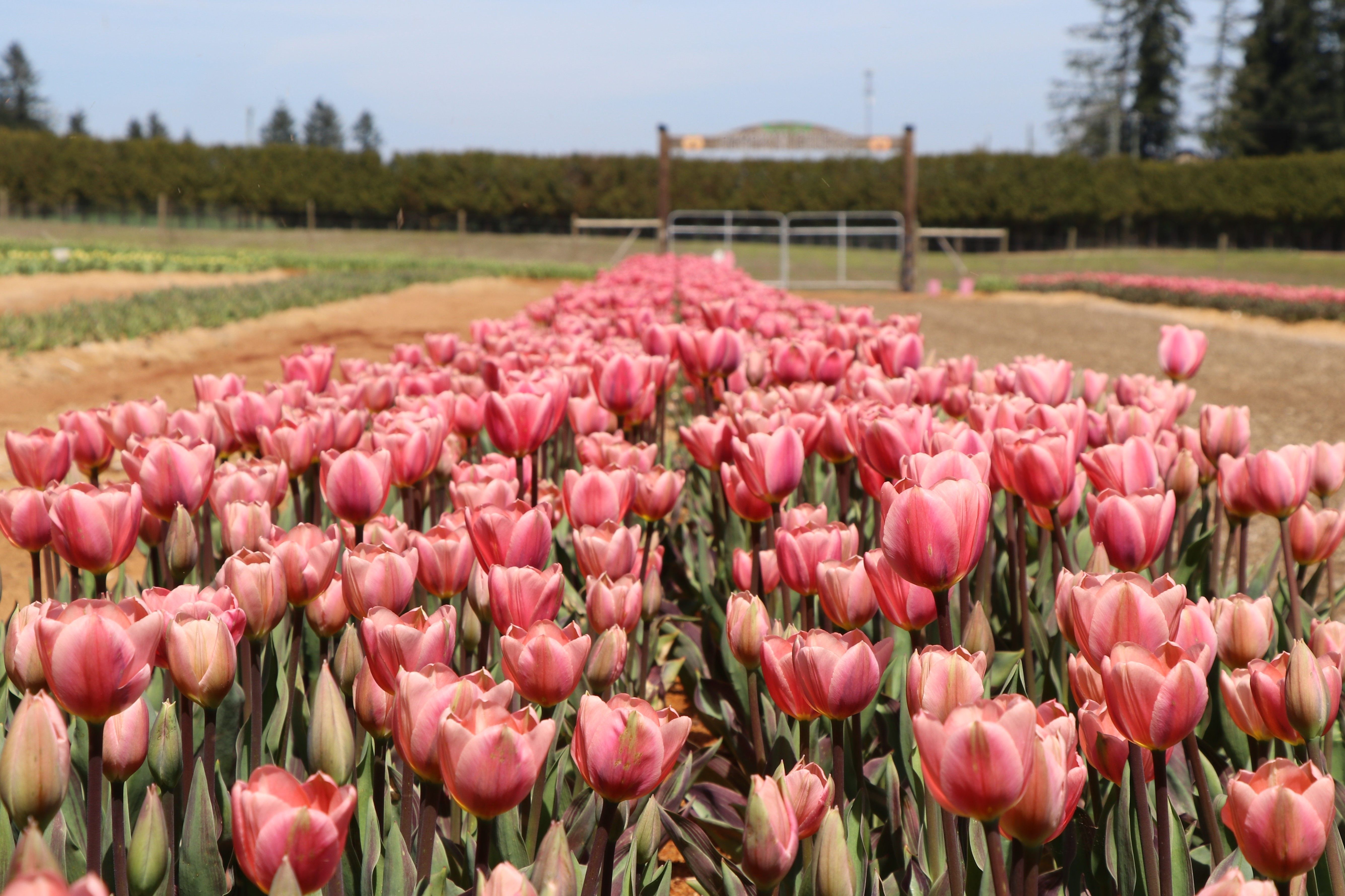 Eindeloze rijen paarse en roze tulpen