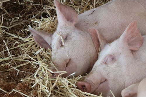 Two Pigs Sleeping in Hay