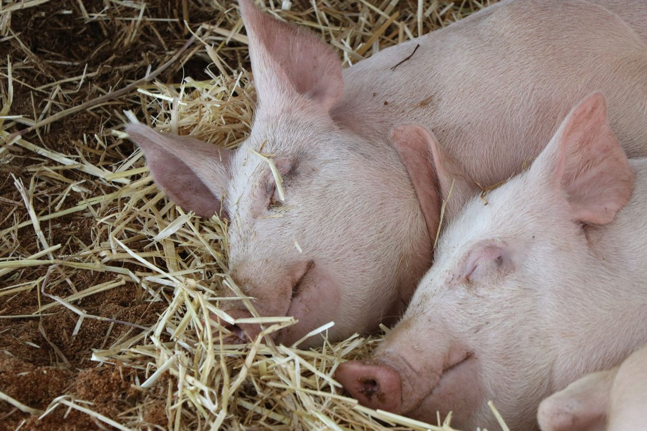 adorable piglets peacefully sleeping on a bed of straw in a farm setti