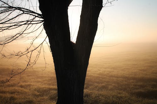 Silhouette of a Tree in a Meadow at Dawn