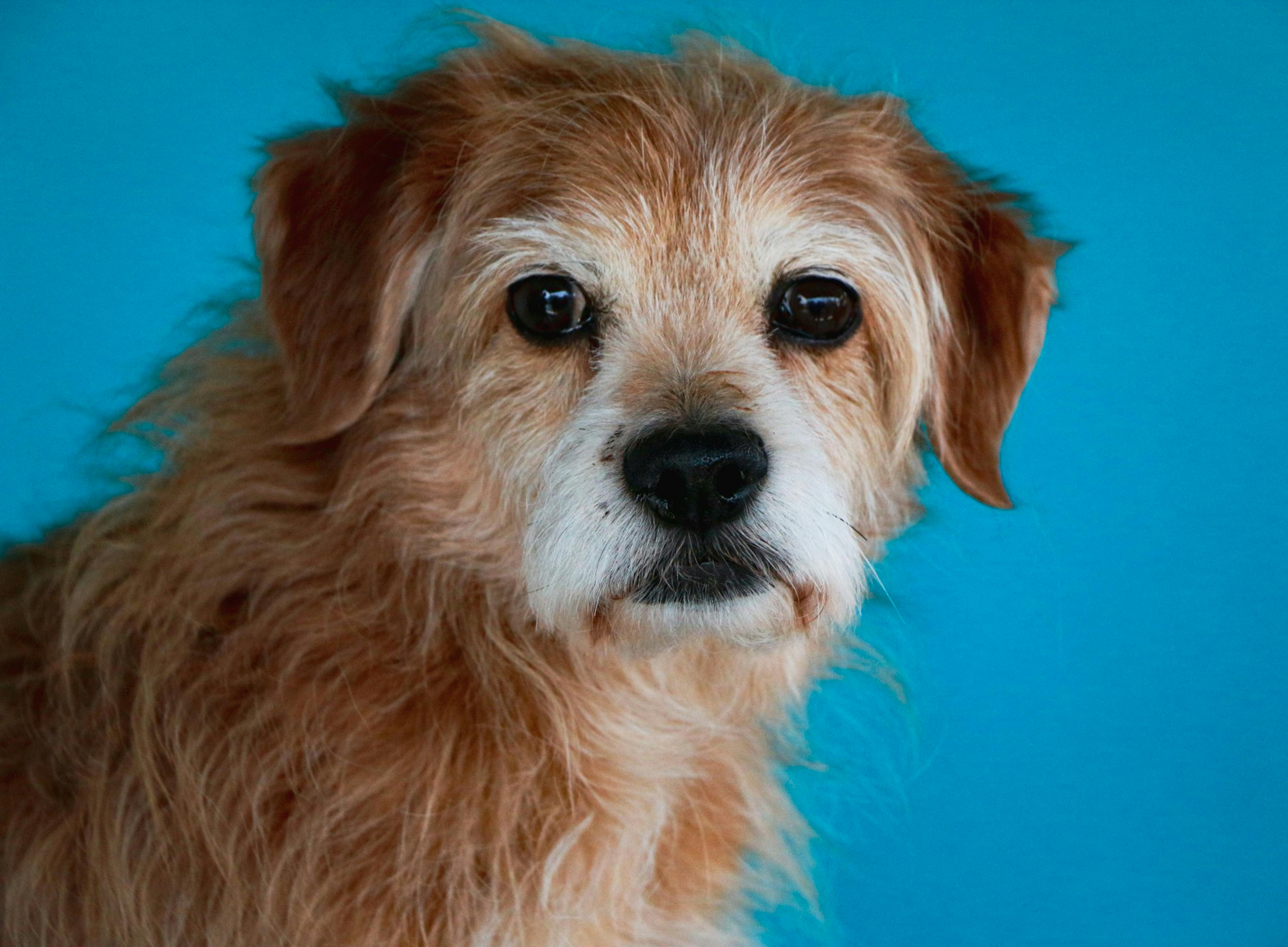 Portrait of a Shaggy Dog