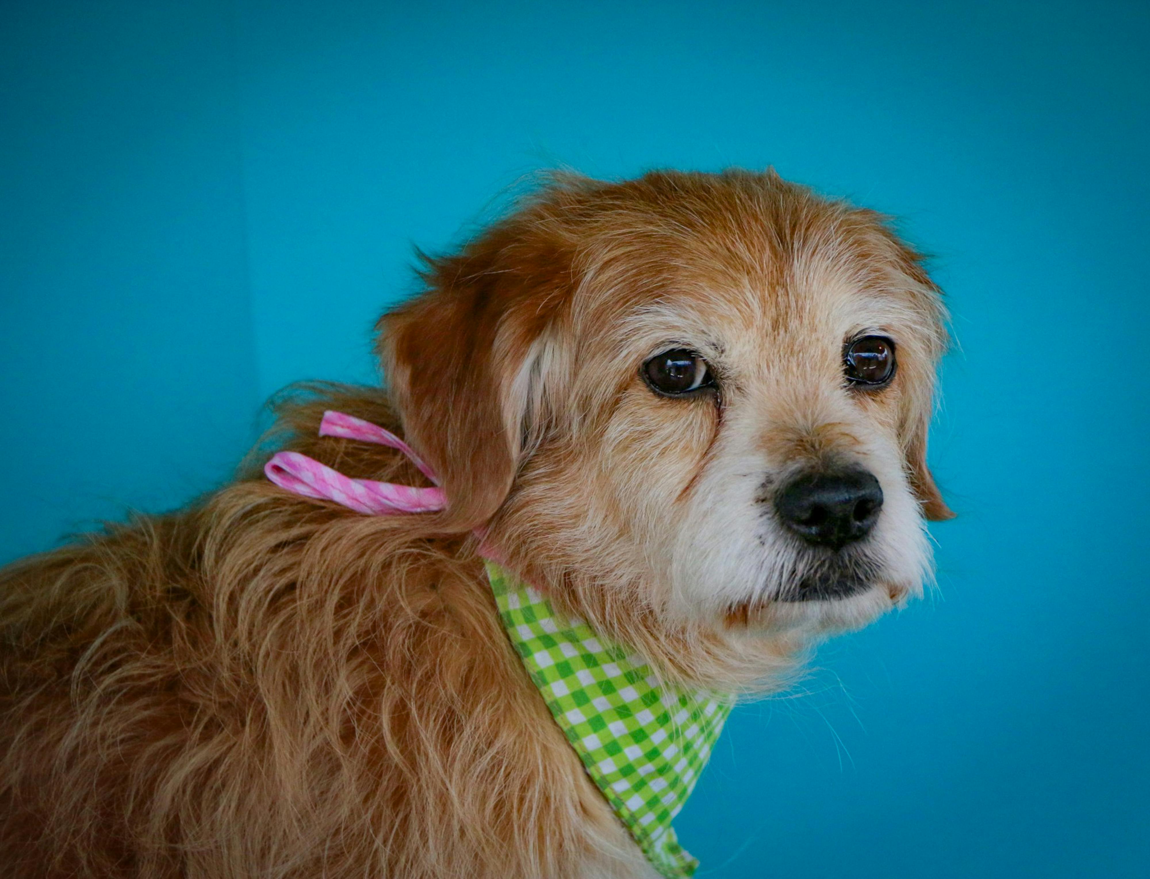 Rapawzel Dog Grooming &amp; Daycare Opens New Location on Manhattan’s Upper West Side — Photo by Anya  Juárez Tenorio on Pexe