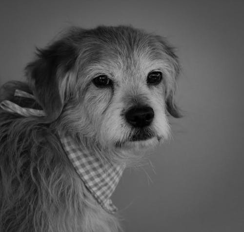 Black and White Portrait of a Dog 