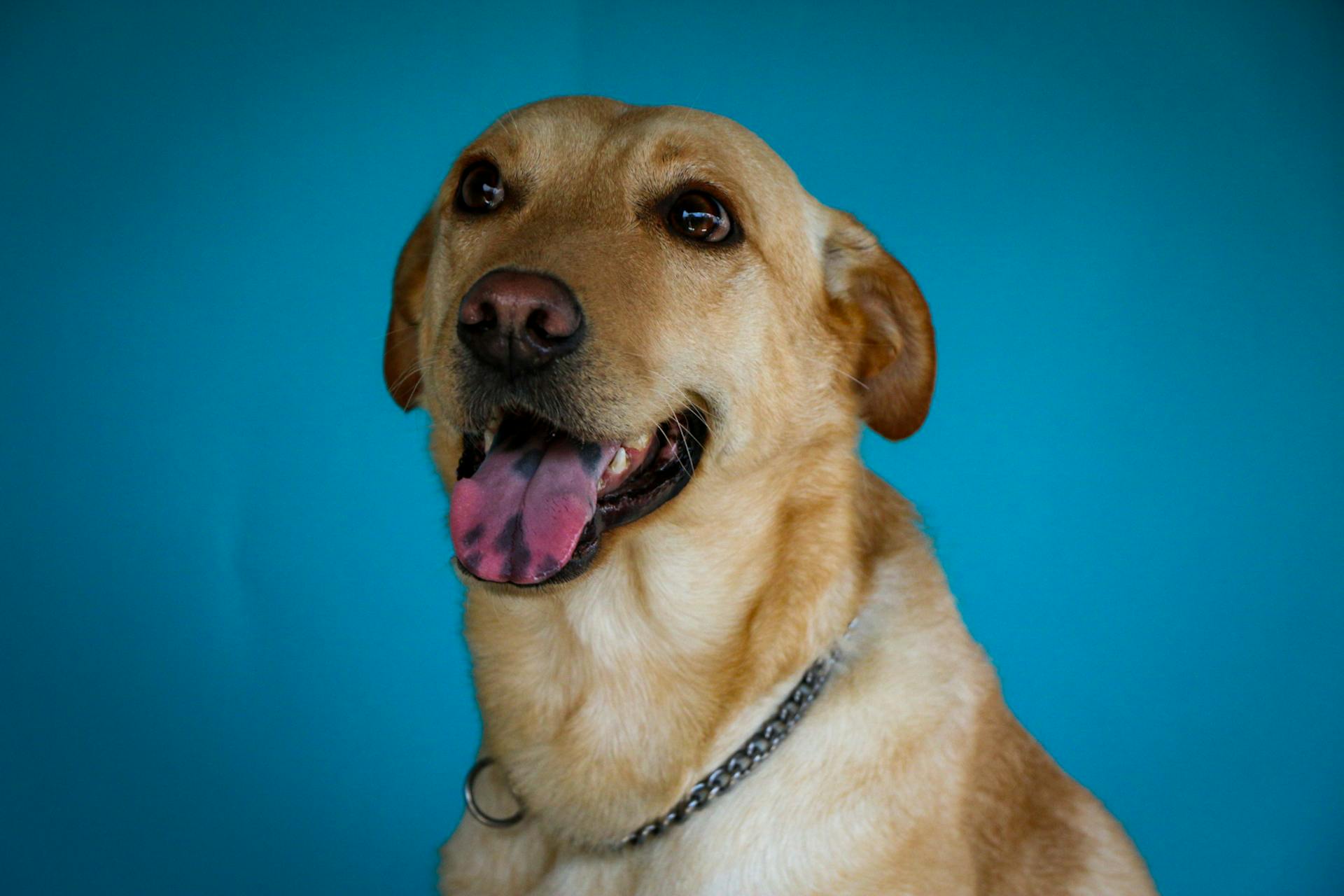 Portrait d'un chien sur fond bleu