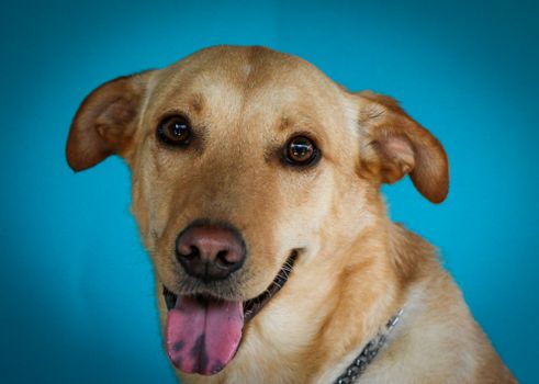 Portrait of a smiling Labrador Retriever against a bright blue backdrop, showcasing its friendly nature.