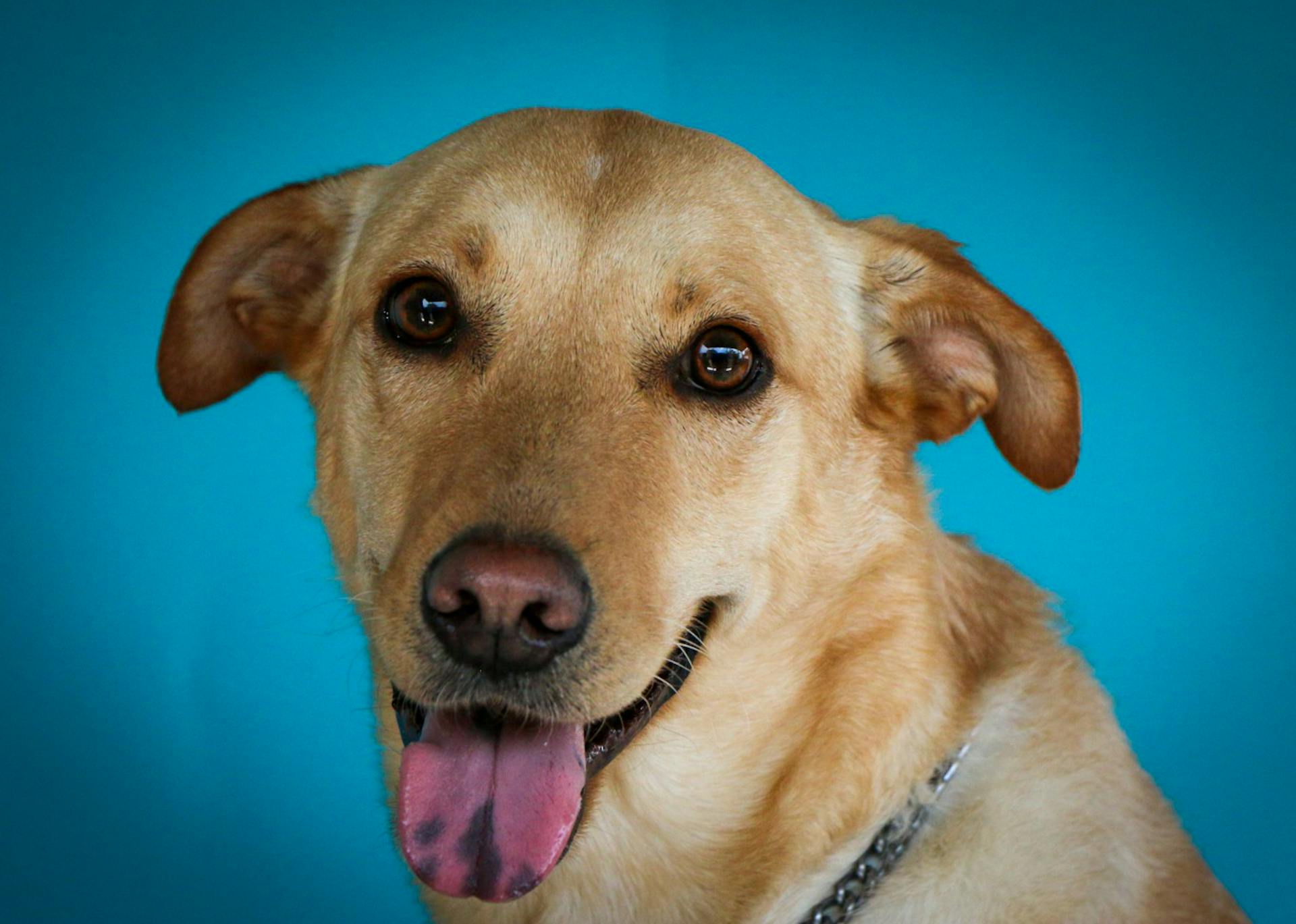 Portrait of Dog on Blue Background