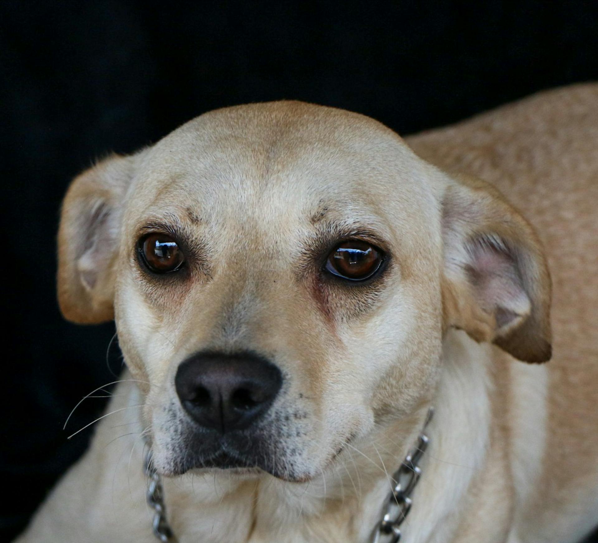 Portrait of a Dog in a Chain Collar