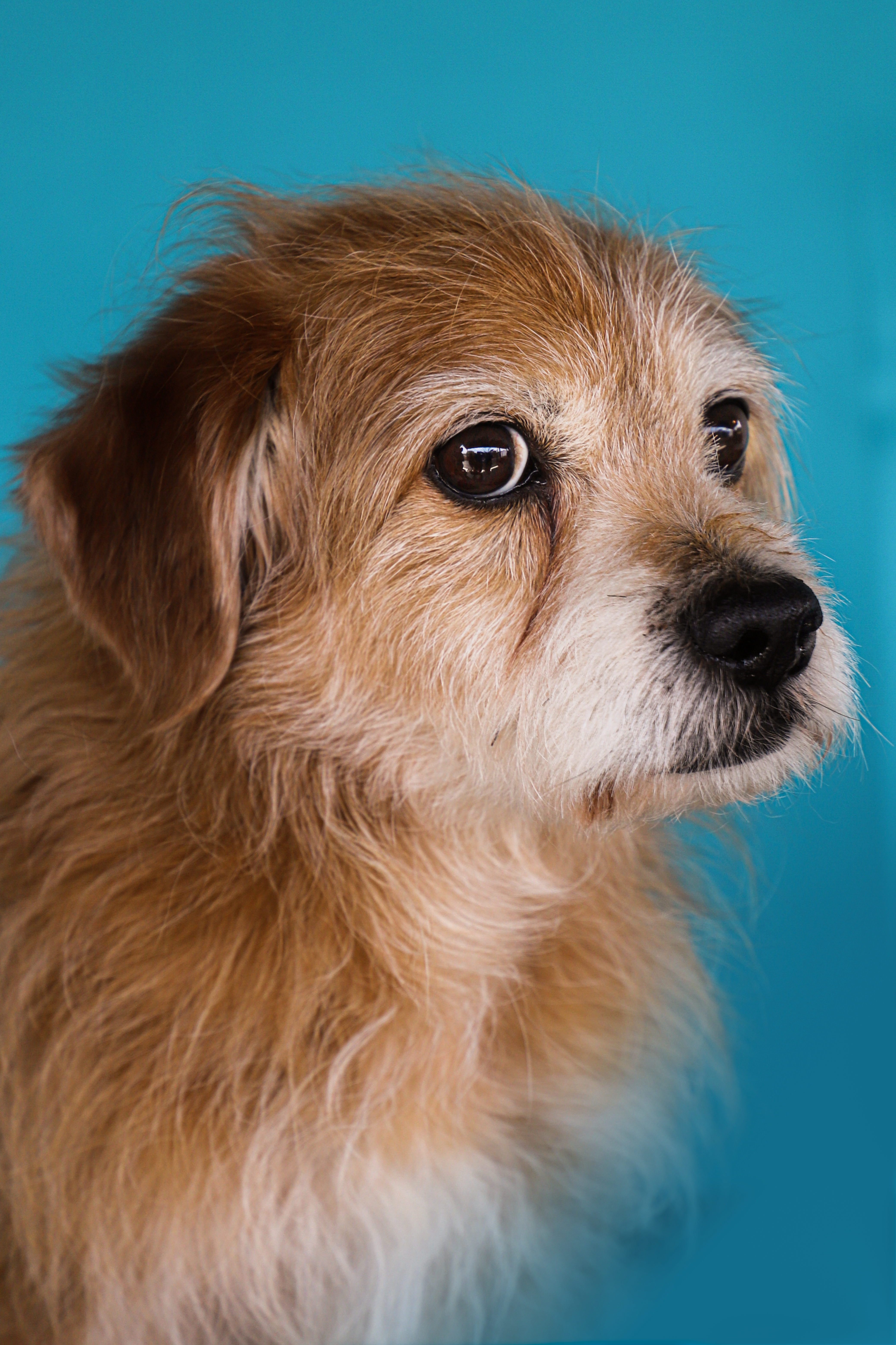 Dog on Blue Background · Free Stock Photo