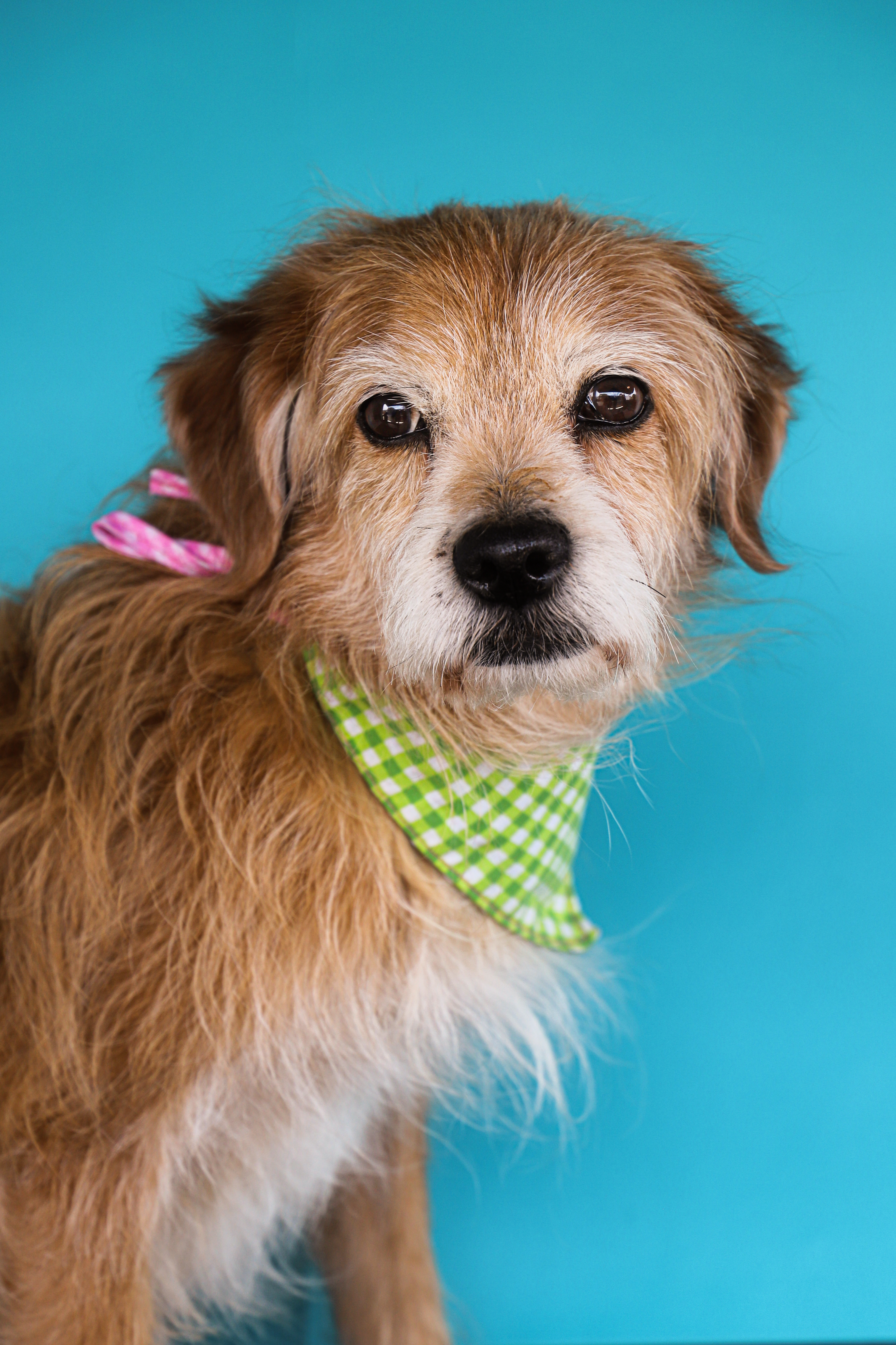 Adorable portrait of a Terrier dog in a green bib against a blue background, perfect as a pet-themed mobile wallpaper.