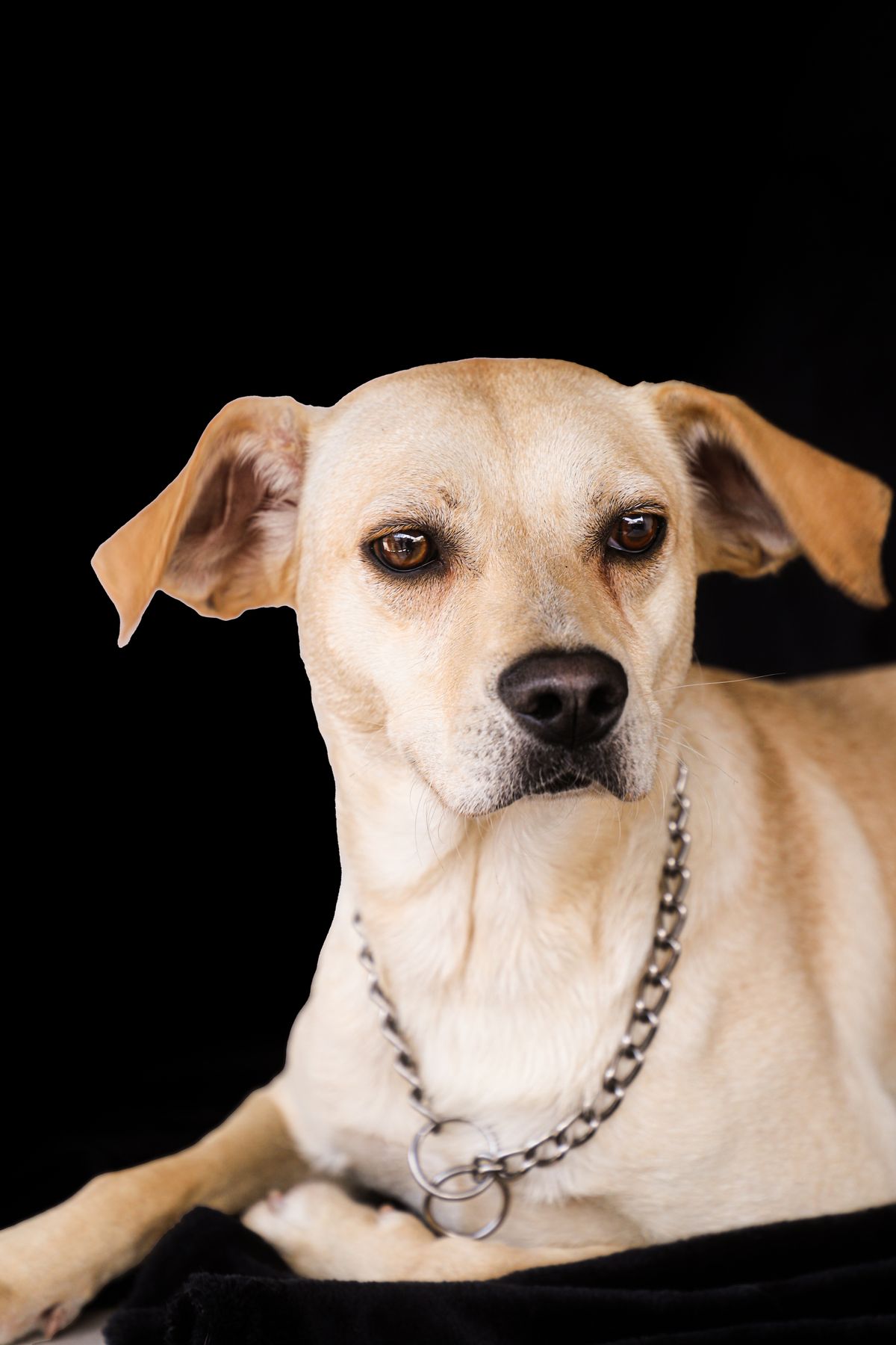 Dog wearing a collar relevant to Nuvopet GPS collars, trackers, tags, and training wearables