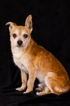 Studio portrait of a Chihuahua dog on a black background, showcasing its alert expression.