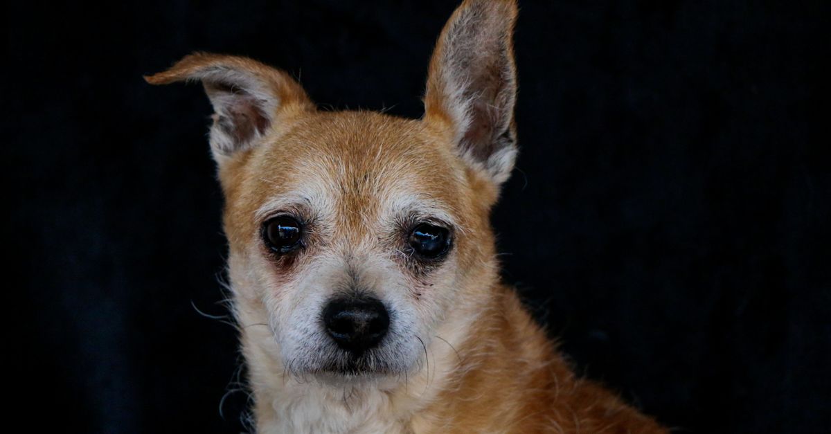 Chihuahua Parent Breed Chihuahua Pug mix parent breed: tan Chihuahua with upright ears looking at the camera