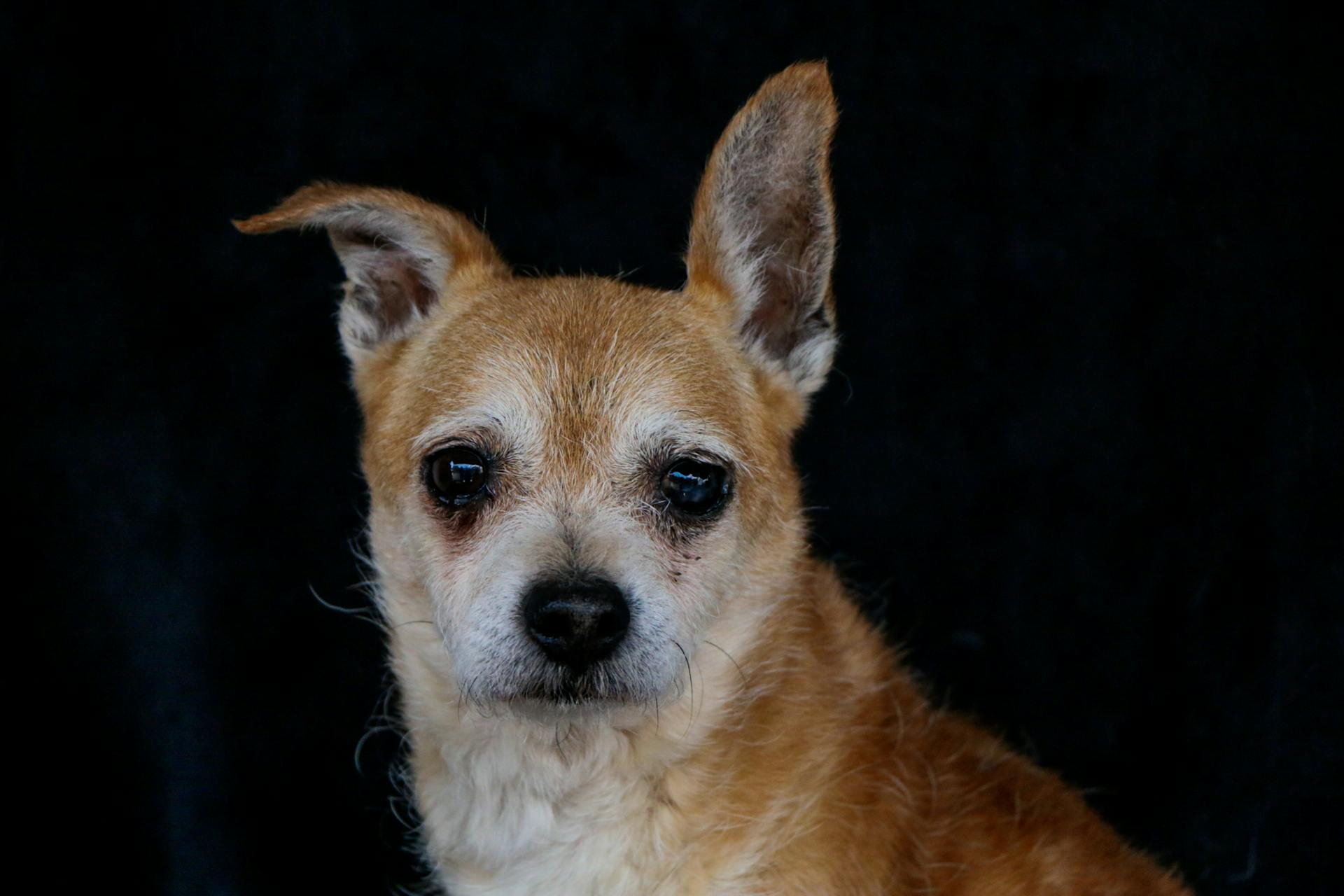 Portrait d'un chien chihuahua