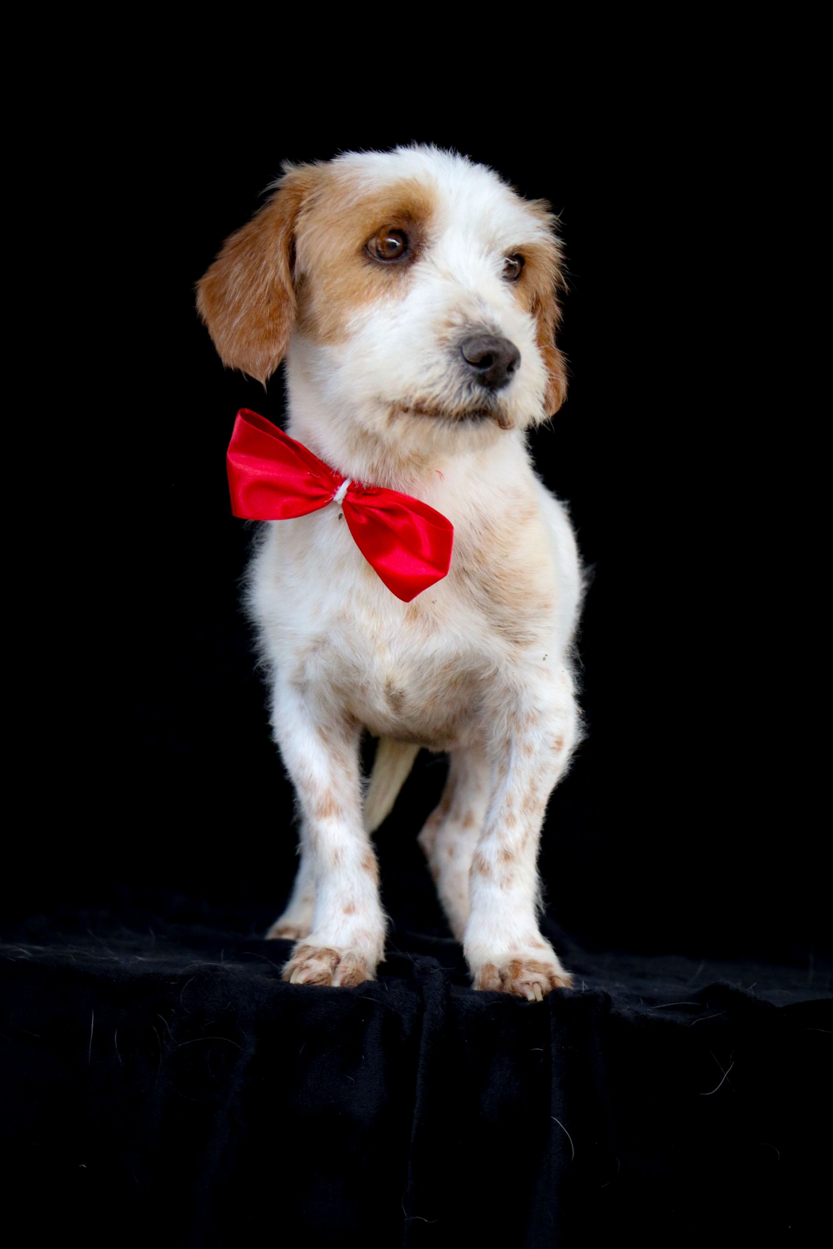 A Puppy with a Bow Tie · Free Stock Photo