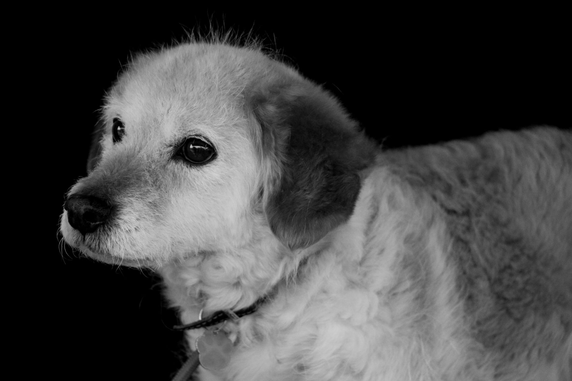 Veterinary care for a dog