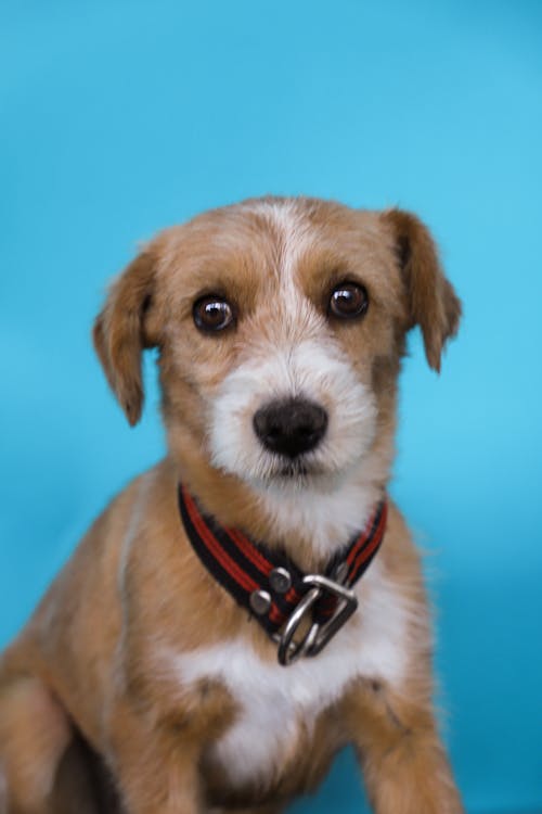 A Puppy on Blue Background