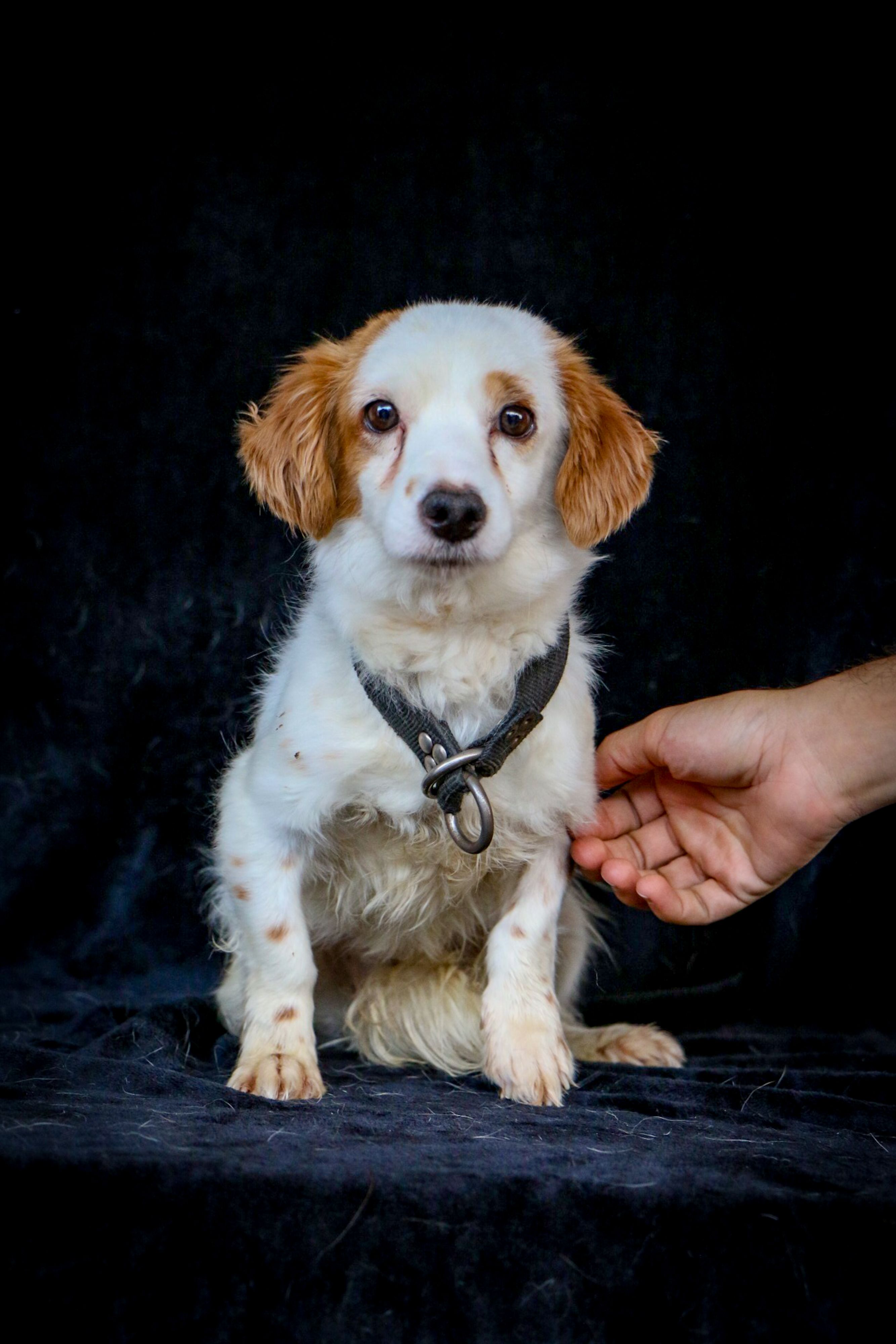 Adorable Spaniel dog portrait indoors showing gentle human interaction.