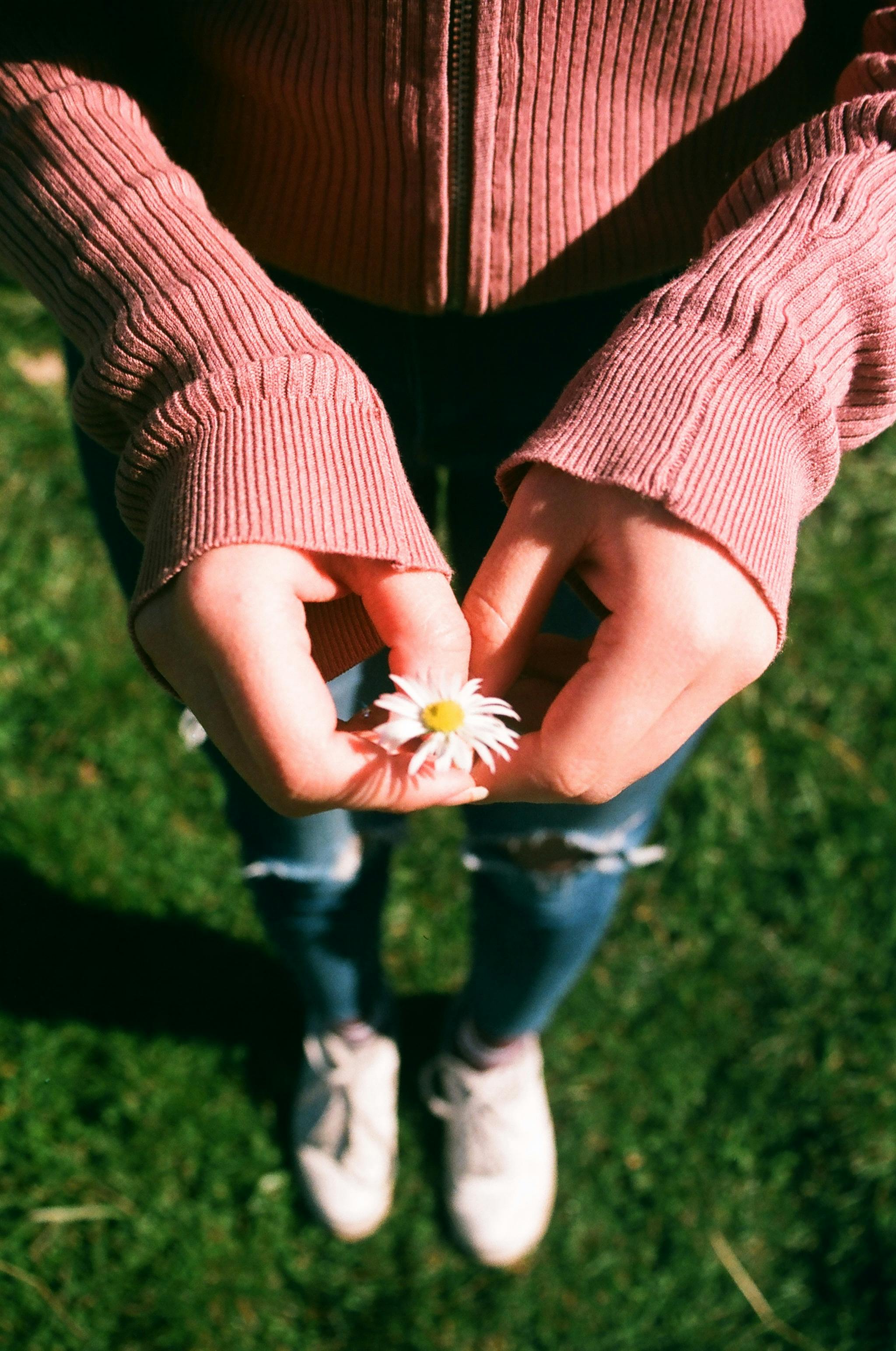 Free stock photo of daisy, hands
