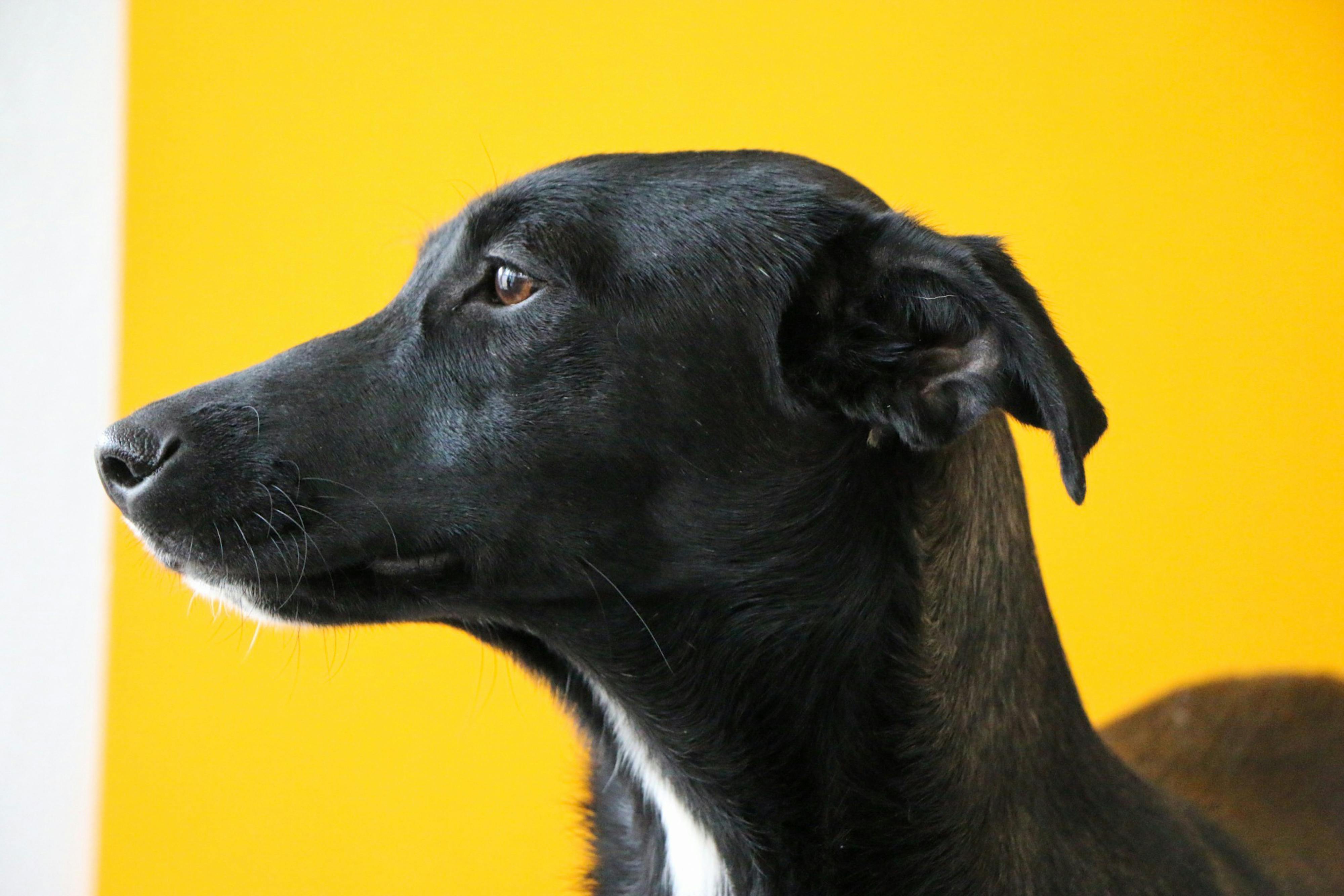 Uy qurilishi tugilgan kuni porno