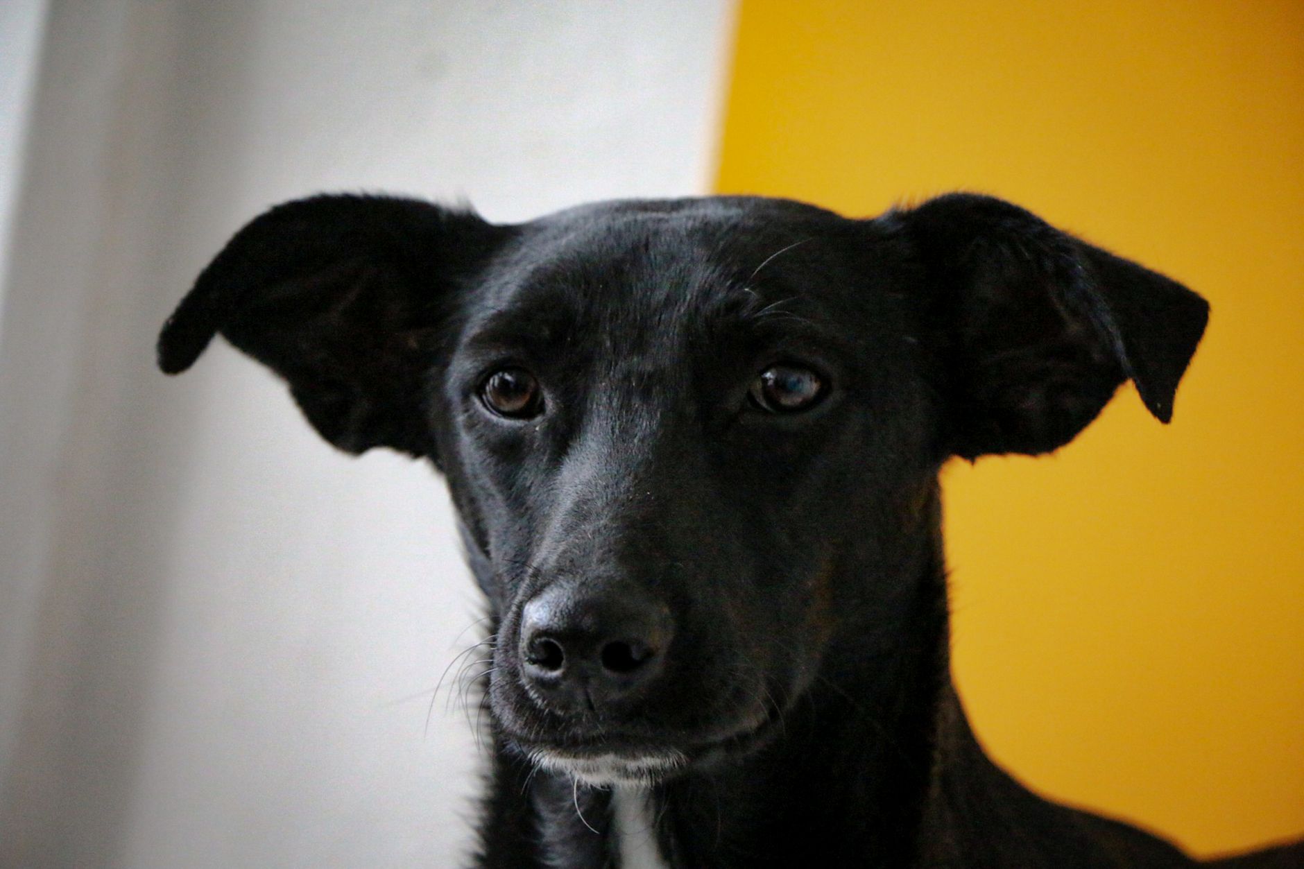 Veterinary care for a dog