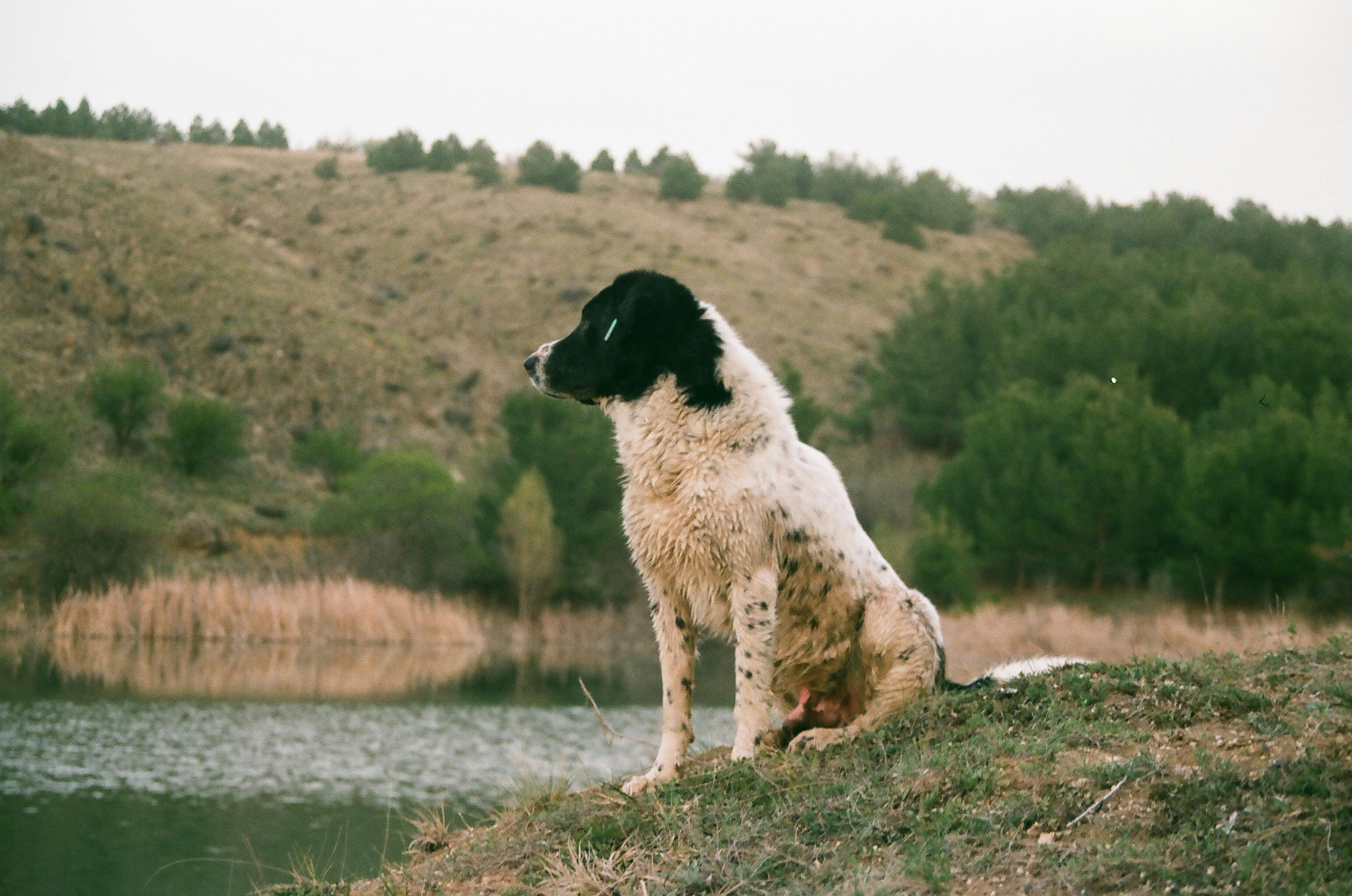 Adult Black and White Caucasian Shepherd Sitting Beside Body of Water