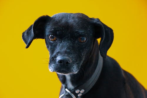 Portrait of a Black Dog on Yellow Background 
