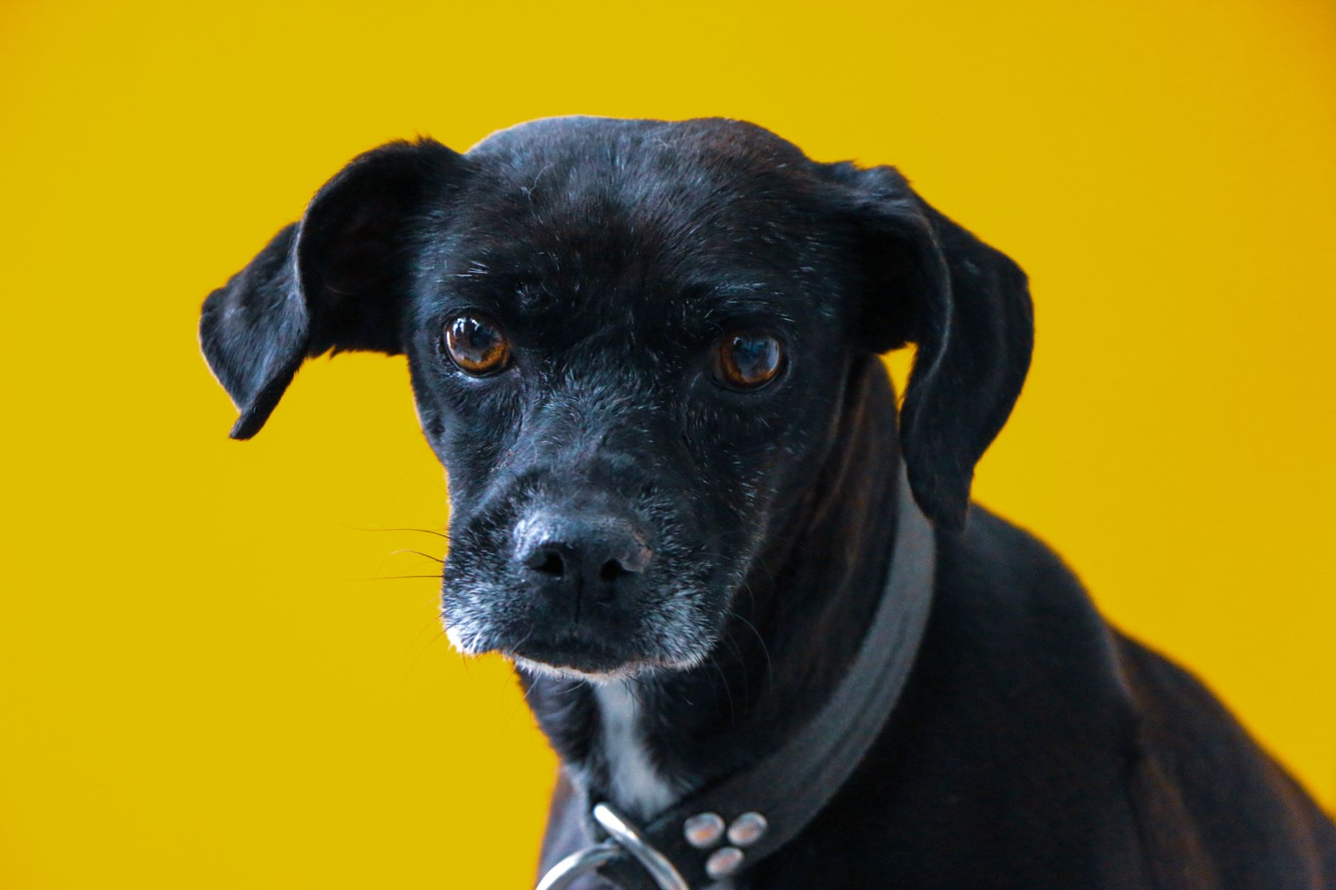 Veterinary care for a dog