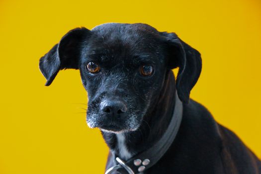 Adorable close-up of a black dog with a yellow background. Perfect for pet-related content.